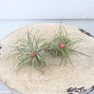 観葉植物 エアープランツ チランジア ストリク...の詳細画像3