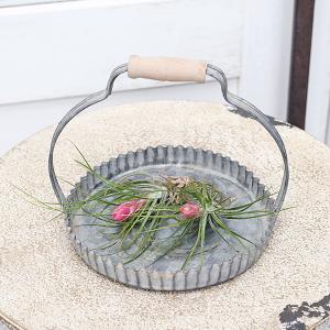 観葉植物 エアープランツ チランジア ストリク...の詳細画像5