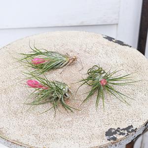 観葉植物 エアープランツ チランジア ストリク...の詳細画像4