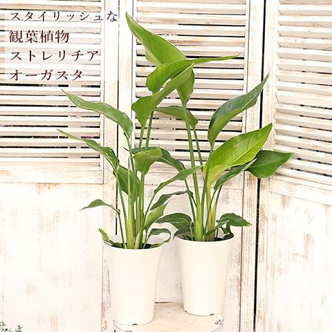 観葉植物 ストレリチア オーガスタ 5号 高さ70cm 育てやすい インテリアグリーン 室内 飾る ...