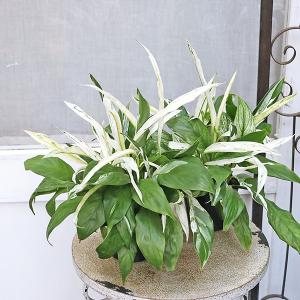 観葉植物）ヒドノフィツム フォルミカルム（wrinkle tuber