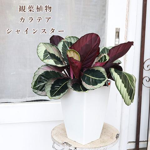 現品販売 観葉植物 カラテア プリンセス 7号 スクエアポット 高さ50cm おしゃれ 希少 インテ...