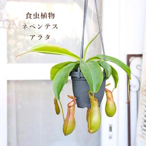 観葉植物 食虫植物 ウツボカズラ ネペンテス ...の詳細画像1