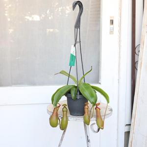 観葉植物 食虫植物 ウツボカズラ ネペンテス ...の詳細画像2