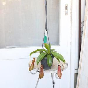 観葉植物 食虫植物 ウツボカズラ ネペンテス ...の詳細画像3