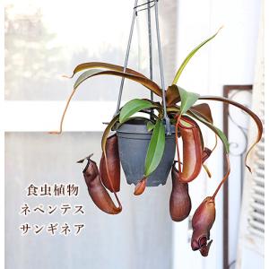 観葉植物 食虫植物 ウツボカズラ ネペンテス ...の詳細画像5