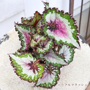 観葉植物 レックスベゴニア 4号 パープルフラ...の詳細画像2