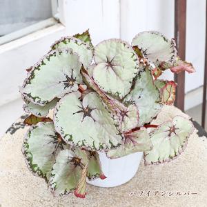 観葉植物 レックスベゴニア 4号 パープルフラ...の詳細画像3