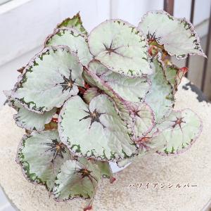 観葉植物 レックスベゴニア 4号 パープルフラ...の詳細画像4