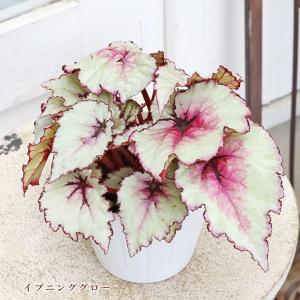 観葉植物 レックスベゴニア 4号 パープルフラ...の詳細画像5