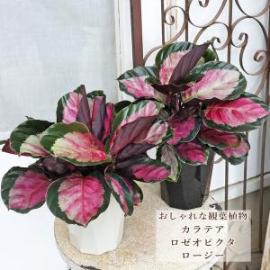 吉本花城園 アロカシア キサントソーマ リンデニー 観葉植物 珍しい
