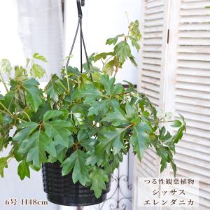 観葉植物 おしゃれ：シッサス・エレンダニカ*吊り鉢 : 遊恵盆栽 Yahoo