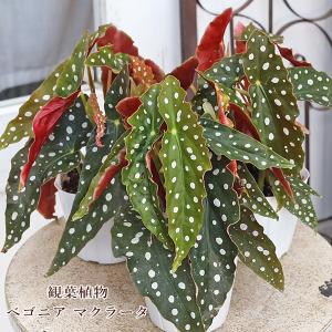 レックスベゴニア コウリュウ 3.5号 (直径10.5cm) ポット苗 1個 半耐寒