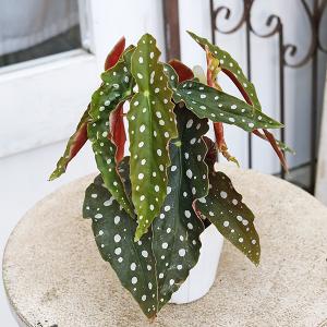 観葉植物 木立性 ベゴニア マクラータ 2.5...の詳細画像3