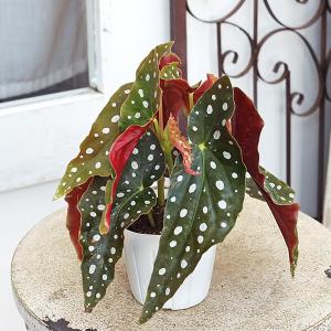 観葉植物 木立性 ベゴニア マクラータ 2.5...の詳細画像4