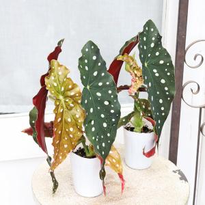 観葉植物 木立性 ベゴニア マクラータ 2.5...の詳細画像1