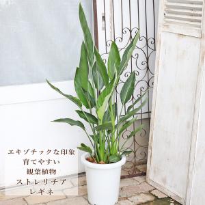 ダシリリオン・ロンギシマム ドライガーデン 10号鉢 送料無料 : 日本