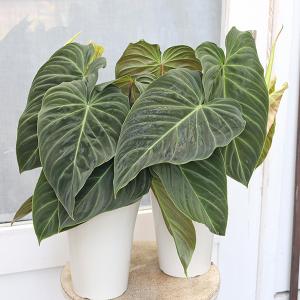 観葉植物)アンスリウム レッドダークフェニックス ハイブリッド 観葉植物)アンスリウム レッドダークフェニックス ハイブリッド
