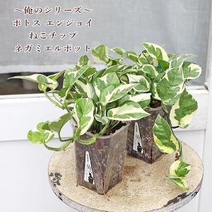 値引きセール 観葉植物 パキラ 3.5号 多年草 半日陰 室内 風水 マネー