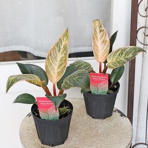 値引きセール 観葉植物 フィロデンドロン ピンクバーキン 3.5号 斑入り 多年草 半日陰 室内 人気 おしゃれ