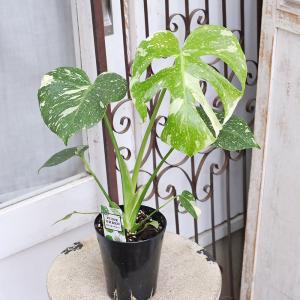 観葉植物 斑入りモンステラ タイコンステレーシ...の詳細画像2