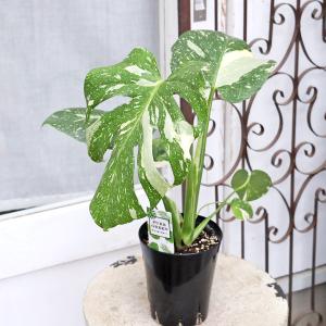 観葉植物 斑入りモンステラ タイコンステレーシ...の詳細画像3