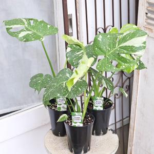 観葉植物 斑入りモンステラ タイコンステレーシ...の詳細画像4