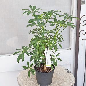 観葉植物 シェフレラ コンパクタ 3.5号 丈...の詳細画像1