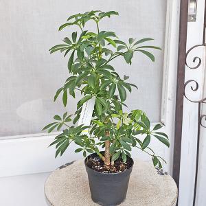 観葉植物 シェフレラ コンパクタ 3.5号 丈...の詳細画像2