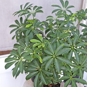 観葉植物 シェフレラ コンパクタ 3.5号 丈...の詳細画像4