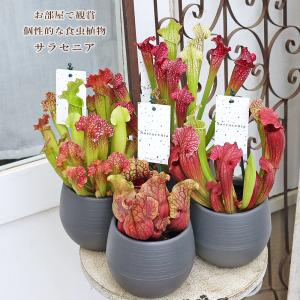 観葉植物 食虫植物 サラセニア 3.5号 レウコフィラ フィラデルフィア モンタナ マルーン 熱帯植物 おしゃれ 個性派