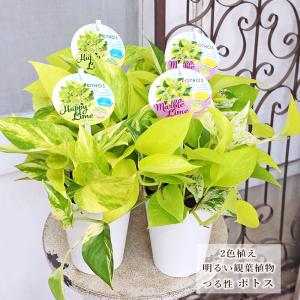 観葉植物 ポトス ライムマーブル&ハッピーライム...の商品画像