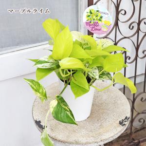 観葉植物 ポトス ライムマーブル&ハッピーライ...の詳細画像1