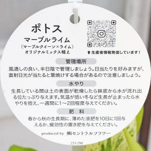 観葉植物 ポトス ライムマーブル&ハッピーライ...の詳細画像2