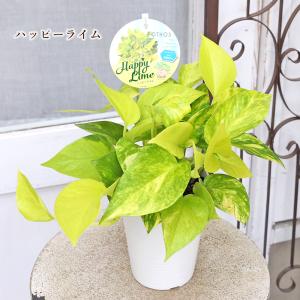 観葉植物 ポトス ライムマーブル&ハッピーライ...の詳細画像3