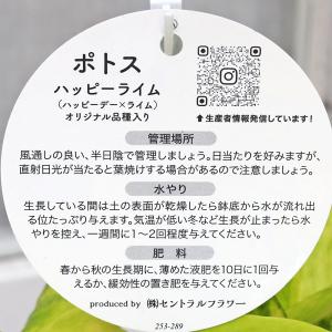 観葉植物 ポトス ライムマーブル&ハッピーライ...の詳細画像4