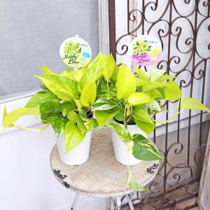観葉植物 ポトス ライムマーブル&ハッピーライ...の詳細画像5