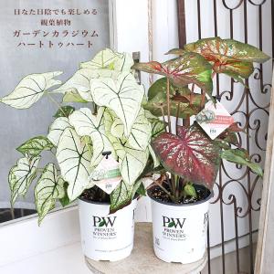 観葉植物 PW ガーデンカラジウム ハートトゥハート スノードリフト エクスプロージョン 6号 カラジューム 日陰 庭 おしゃれ 個性的 部屋に飾る