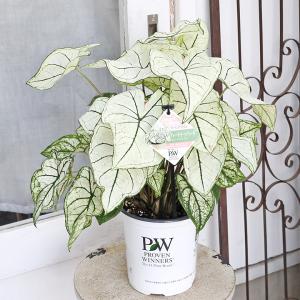 観葉植物 PW ガーデンカラジウム ハートトゥ...の詳細画像1