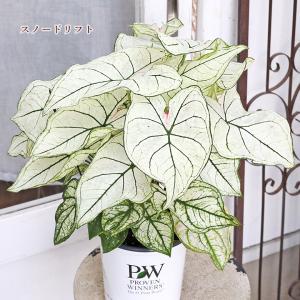 観葉植物 PW ガーデンカラジウム ハートトゥ...の詳細画像3