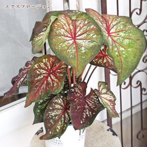 観葉植物 PW ガーデンカラジウム ハートトゥ...の詳細画像4