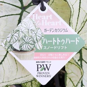 観葉植物 PW ガーデンカラジウム ハートトゥ...の詳細画像5