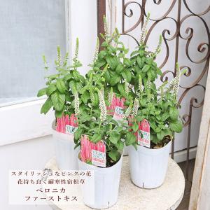 厚岸産ホテイアツモリソウ 花1芽株 : 岩崎園芸ネットストア Yahoo店