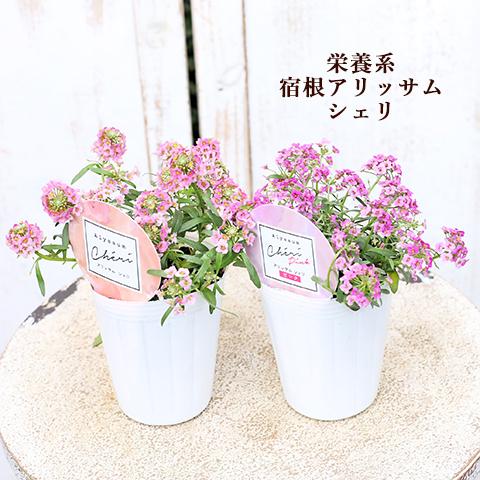 花苗 栄養系 アリッサム シェリ アプリコット ピンク 2.5号 多年草 四季咲き よく咲く かわい...