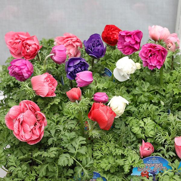 花苗 八重咲き アネモネ オーロラ 3.5号 宿根草 かわいい おしゃれ ピンク 青 赤 ワインレッ...