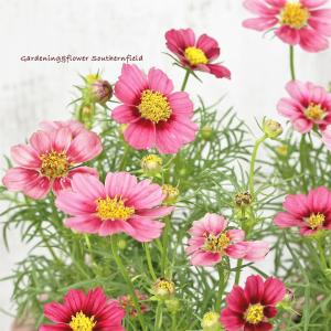 花苗 コスモス アンティキティ 3号 秋桜 ワインレッド ピンク アンティーク よく咲く 庭
