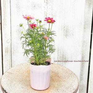 花苗 コスモス アンティキティ 3号 秋桜 ワ...の詳細画像3
