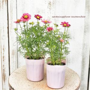 花苗 コスモス アンティキティ 3号 秋桜 ワ...の詳細画像4