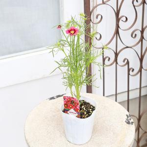 花苗 コスモス アンティキティ 3号 秋桜 ワ...の詳細画像1