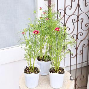花苗 コスモス アンティキティ 3号 秋桜 ワ...の詳細画像2